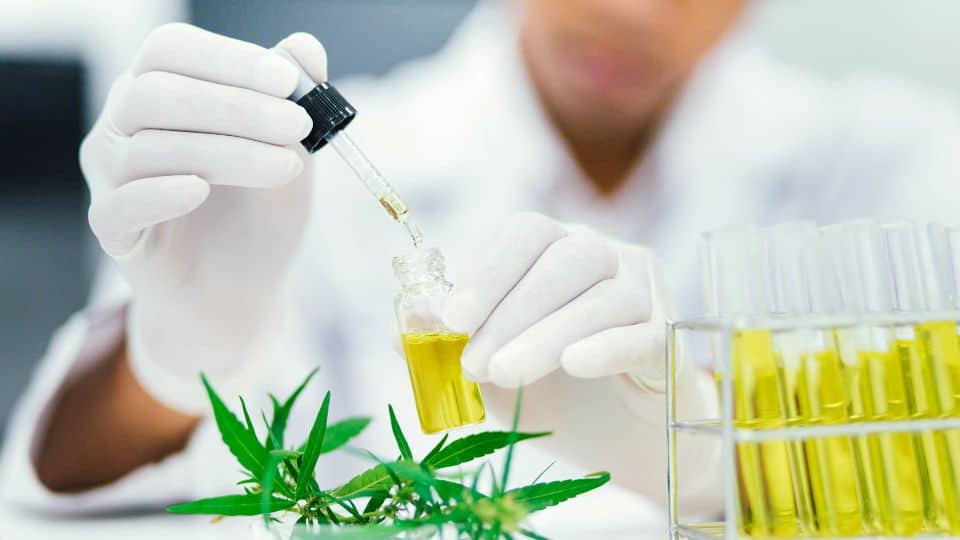 האם שמן CBD יכול להקל על חרדות?
